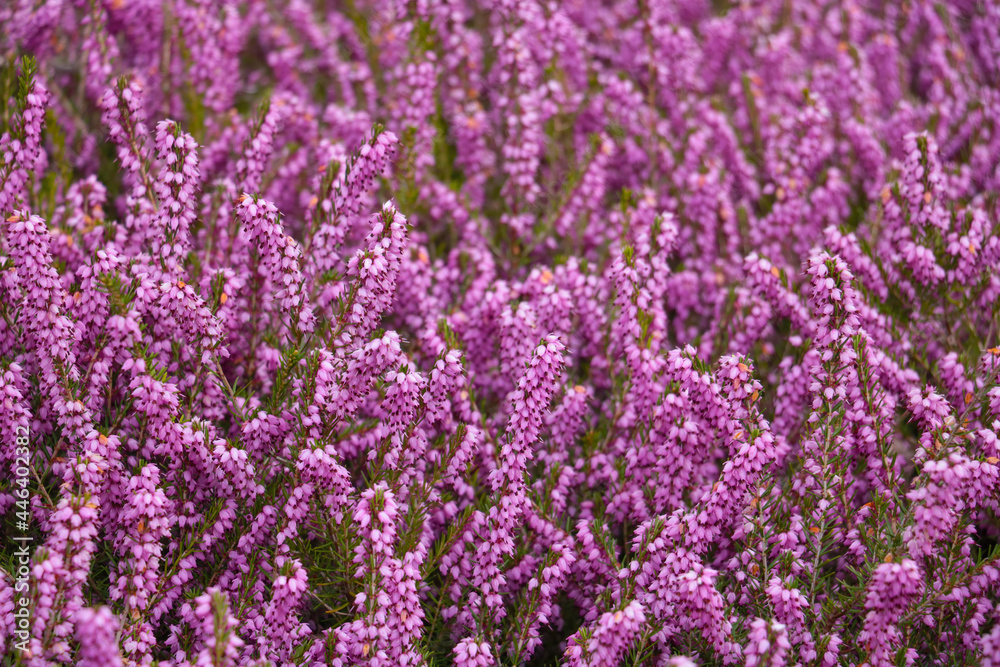 Obraz premium Beautiful pink flowers bloom in the summer in the meadow.