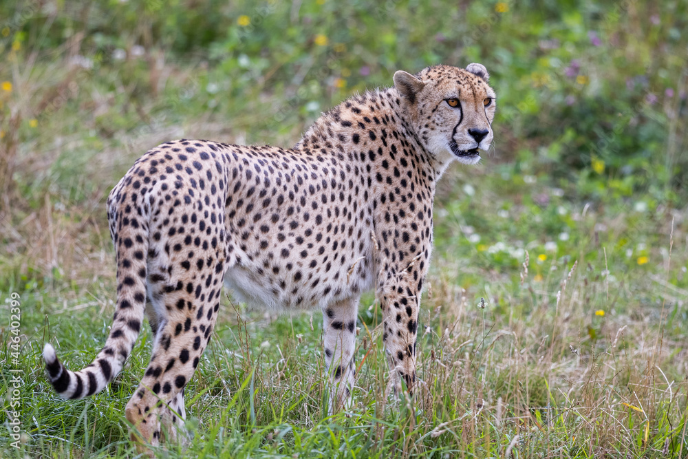Cheetah walking in the savannah Cheetah walking in the savannah