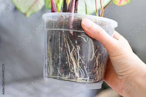 Fotografie Healthy roots of houseplant in soil in transparent flower pot hold by hand