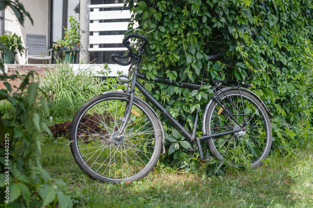 Old school bike in the garden