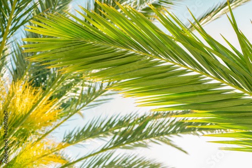 Palm trees against blue sky  coconut tree  summer tree background