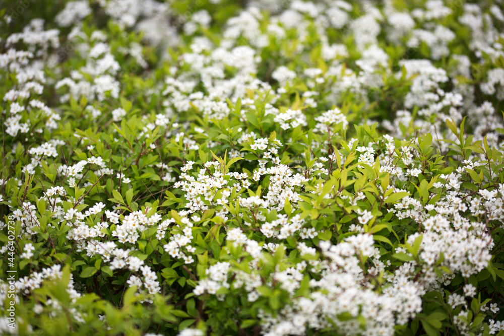 Spiraea flourishing in spring Spiraea flourishing in spring