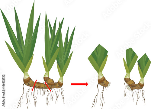 Iris plant rhizome division scheme isolated on white background. Vegetative propagation of bearded iris photo