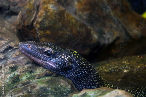 Close-up on the head of a lizard on a rock.