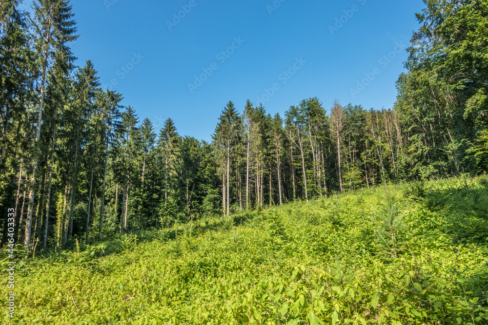 Wiederaufforstung durch Wiederbegrünung im Mischwald Wiederaufforstung durch Wiederbegrünung im Mischwald