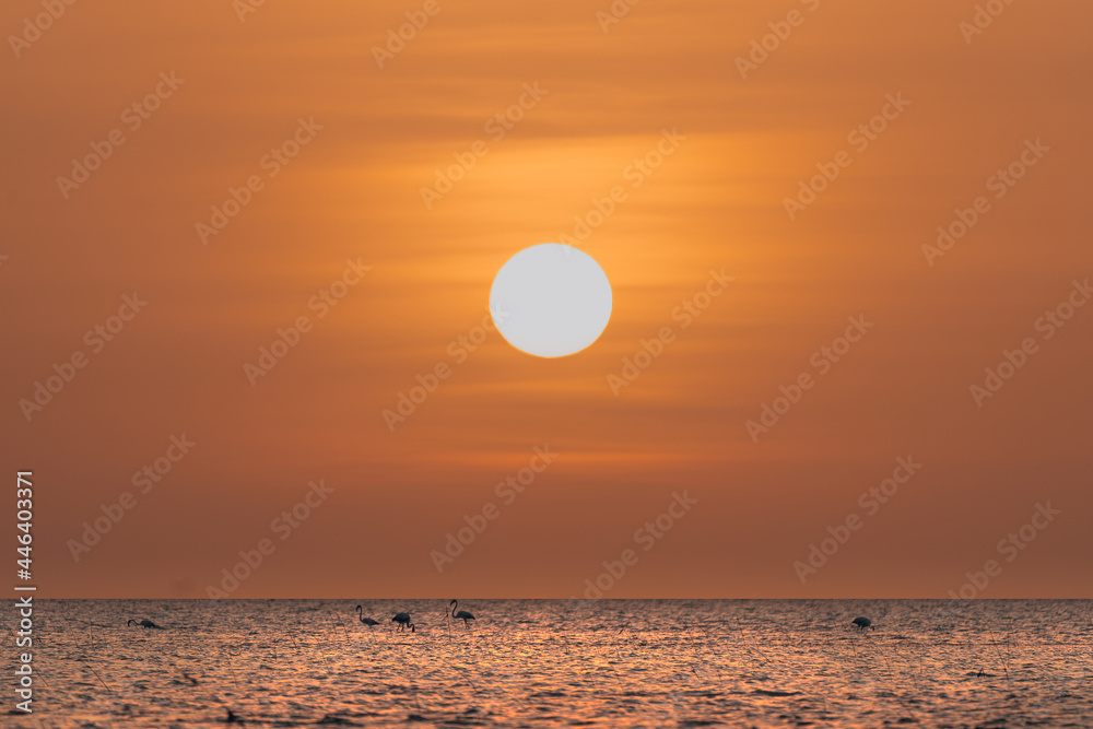 sunset at Arabian sea with flamingo playing around 