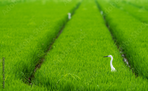 White heron head emerging over ricefield with wheel marks photo
