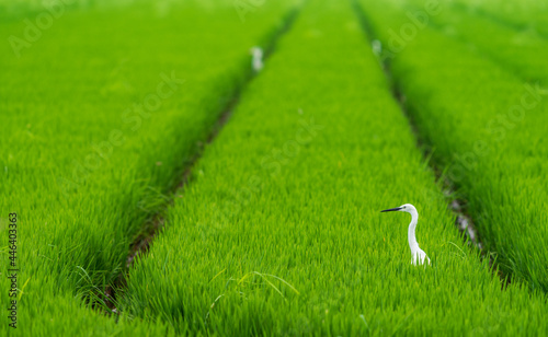 Canvas-taulu White heron head emerging over ricefield with wheel marks