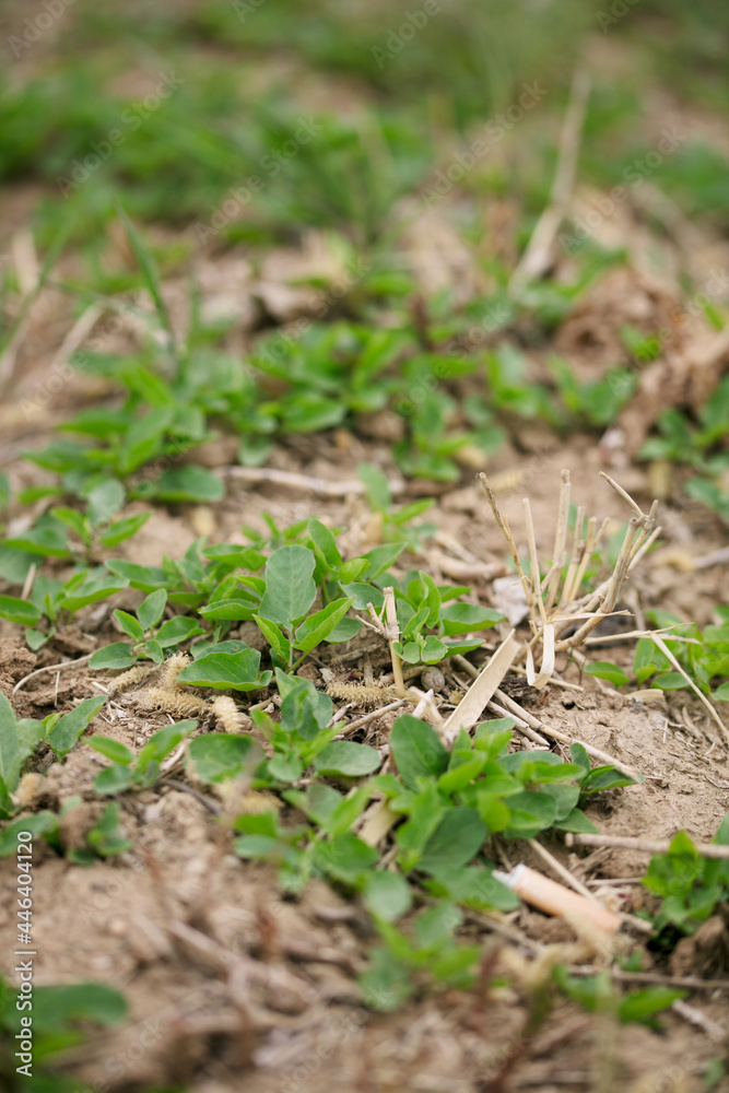 Green grass that begins to grow on the ground in spring
