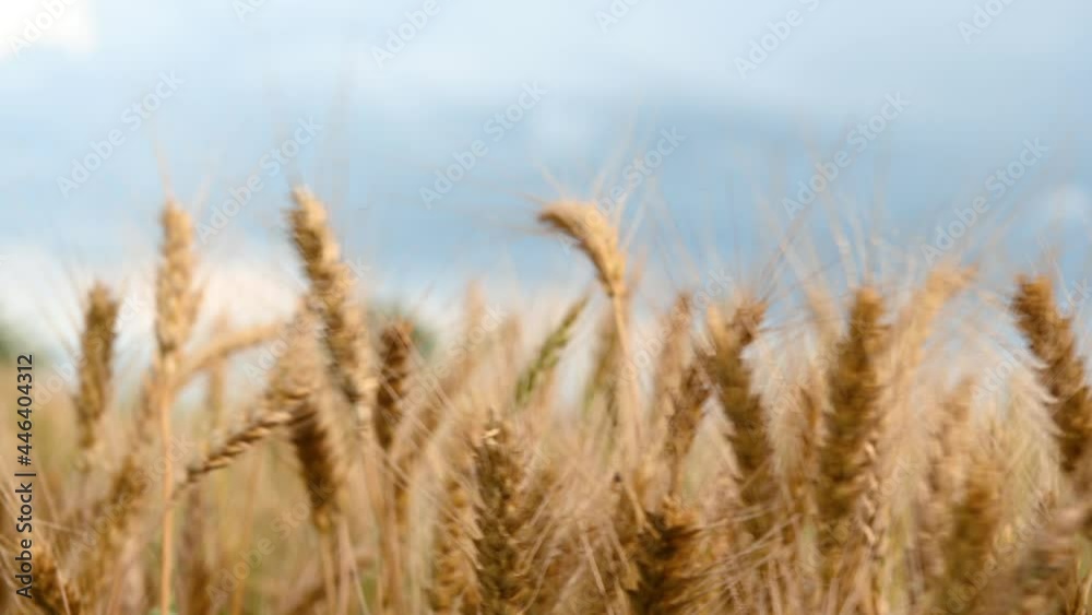 summer golden wheat field on blue sky background. High quality 4k footage summer golden wheat field on blue sky background. High quality 4k footage