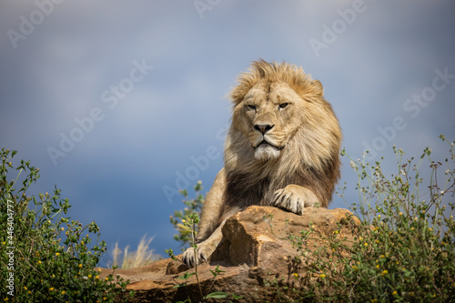 A lion rests in the savannah