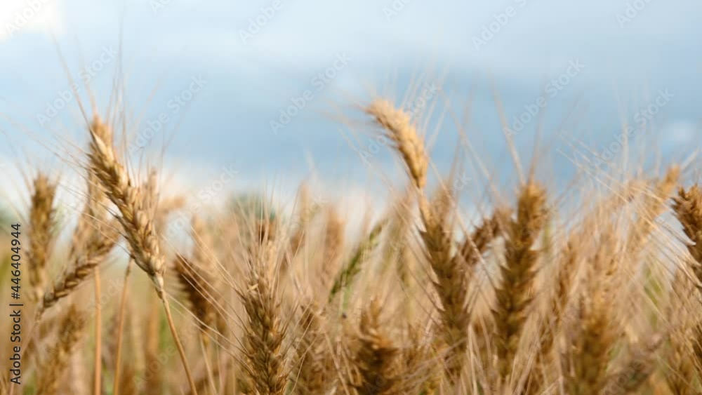 summer golden wheat field on blue sky background. High quality 4k footage summer golden wheat field on blue sky background. High quality 4k footage
