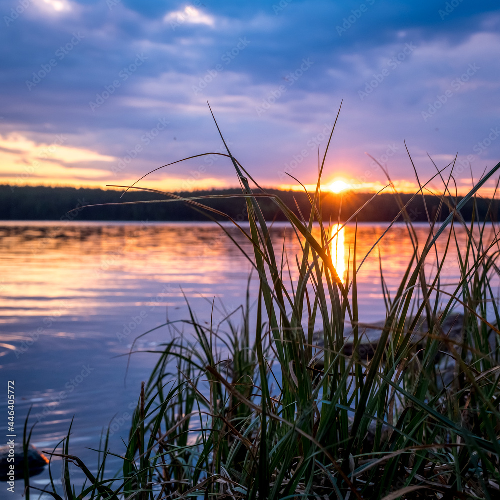 Summer sunset on the Kovdozero lake in Karelia. Settlement Zelenoborsky, Kandalaksha, Murmansk region, Kola Peninsula. Evening sky reflected in calm water, silhouettes of grass in the foreground. Summer sunset on the Kovdozero lake in Karelia. Settlement Zelenoborsky, Kandalaksha, Murmansk region, Kola Peninsula. Evening sky reflected in calm water, silhouettes of grass in the foreground.