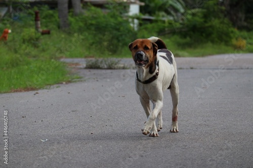 jack russell terrier dog