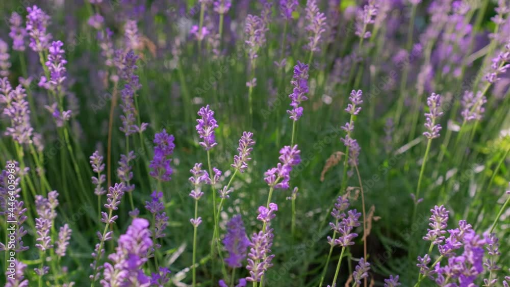 Lavender flowers close up. Lavender flowers are grown in meadows Lavender flowers close up. Lavender flowers are grown in meadows