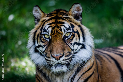 Sumatra tiger in the jungle © AB Photography