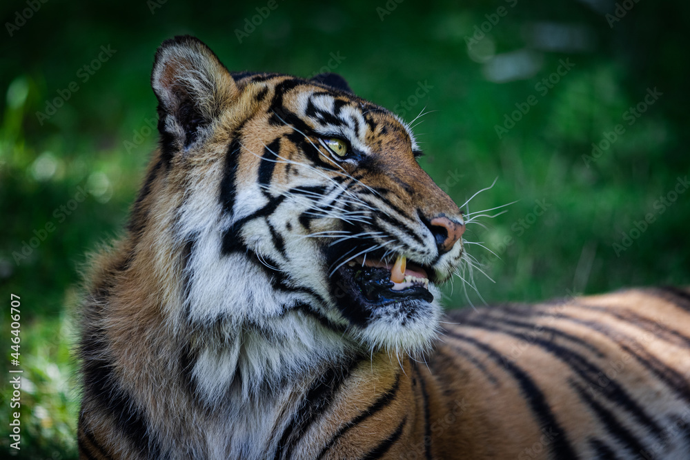 Fototapeta premium Sumatra tiger in the jungle