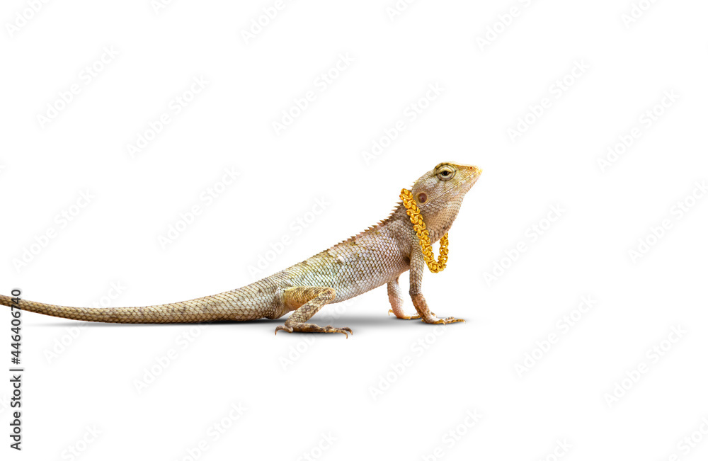 Fototapeta premium Chameleons get gold. Orange sugar Chameleon, Lacertilia (Sauria). Reptiles that are common in Thailand. Isolated on a white background.