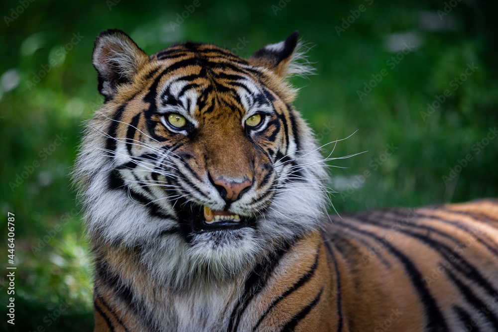 Sumatra tiger in the jungle