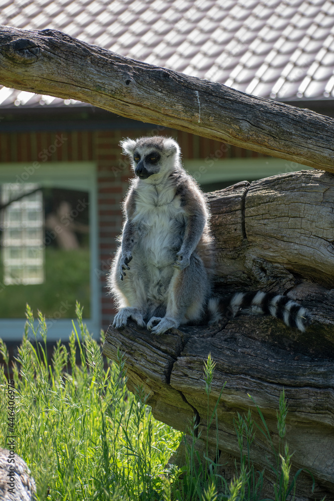 Fototapeta premium Vertical shot of a ring-tailed lemur sitting on the wood.