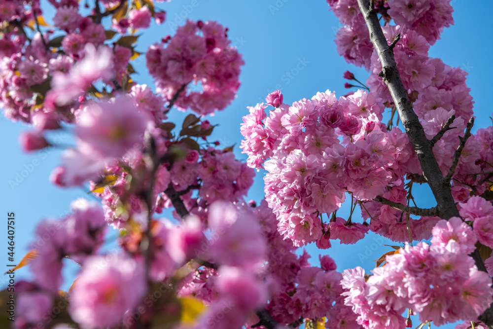 Beautiful spring sakura branches with flowers on at sunny morning day macro photography Beautiful spring sakura branches with flowers on at sunny morning day macro photography