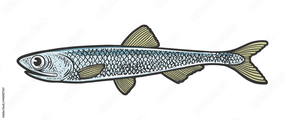 Anchovie Clipart