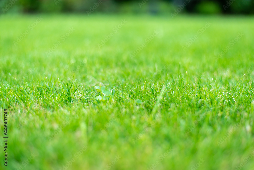 young green garden lawn close up