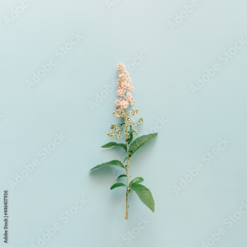 Tableau sur toile Twig of spiraea alba or meadowsweet flowers on light blue background
