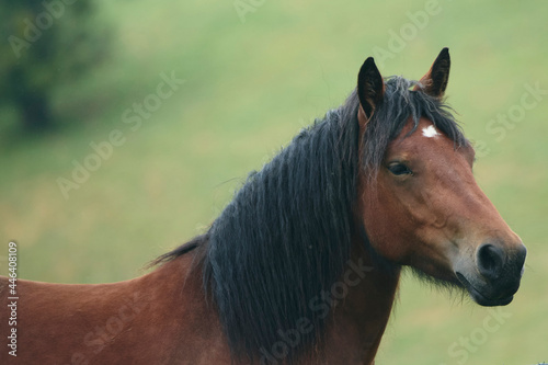 Horse in a country side with green landscape in background