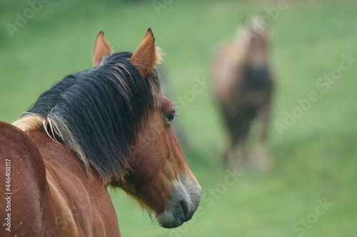 Horses in a country side with green landscape in background