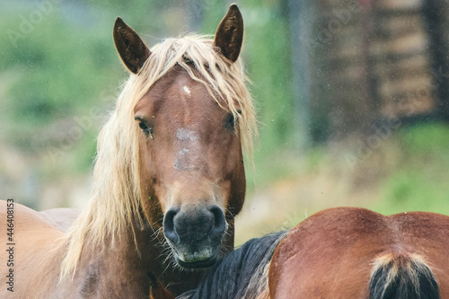 Horses in a country side with green landscape in background