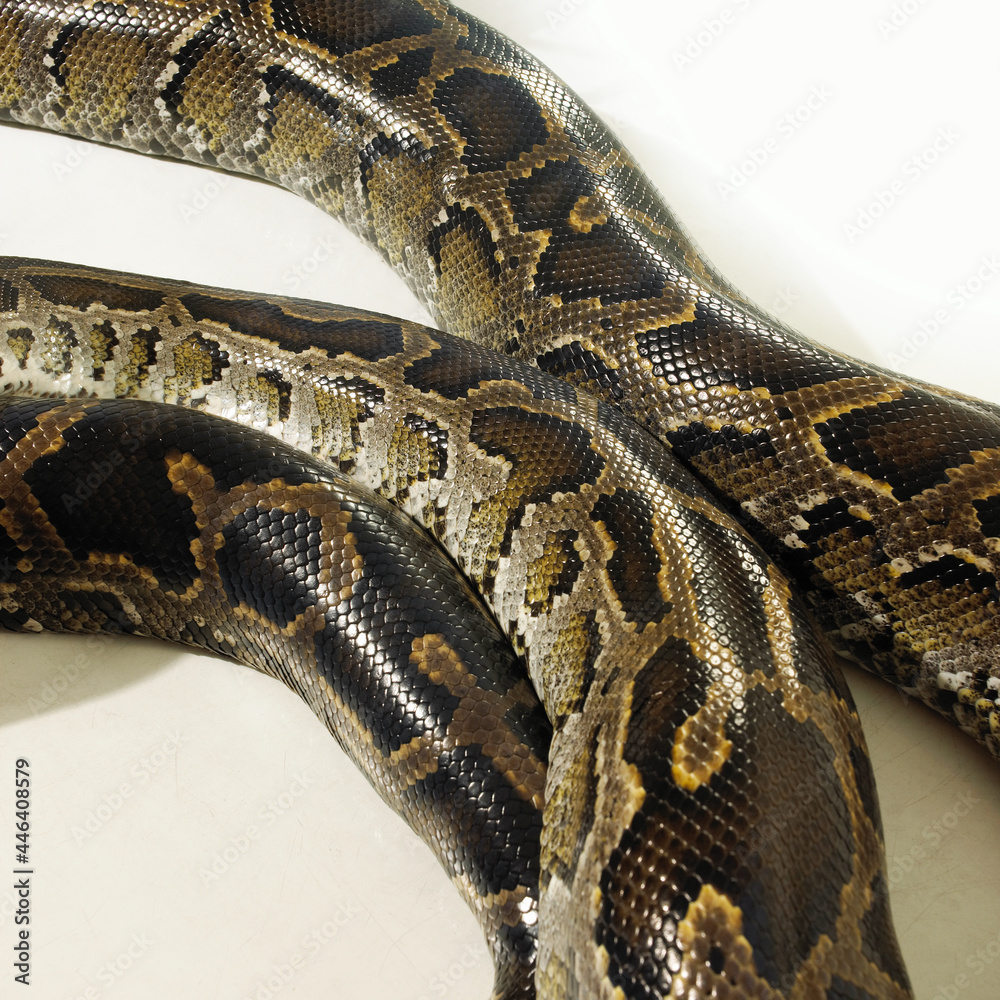 Obraz premium snake boa python skin texture