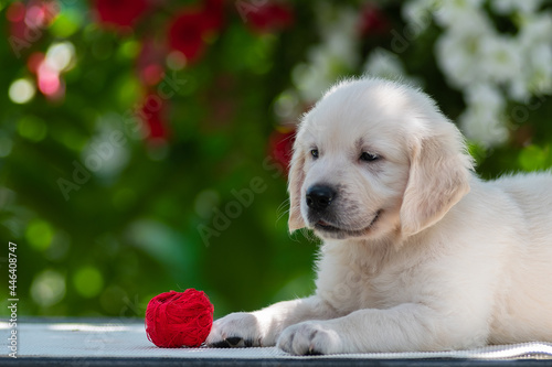 golden retriever puppy with red flowers