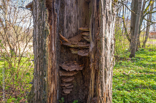 A colony of woody mushrooms inside an empty tree trunk