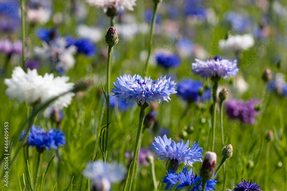 Blue, white and pink cornflowers in a wildflower meadow Blue, white and pink cornflowers in a wildflower meadow