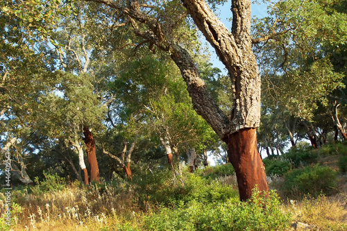 Cork Oak Forest, Quercus suber, Los Alcornocales Natural Park, Cadiz Province, Andalucia, Spain, Europe photo