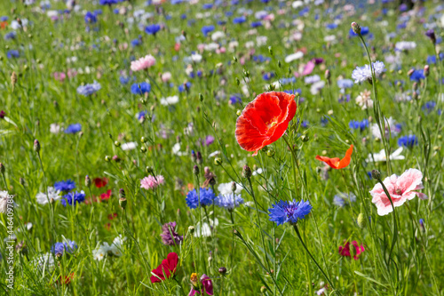 Red poppies in a wildflower meadow with pink and blue cornflowers and crimson flax