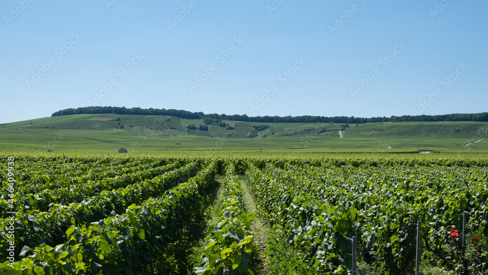 Vineyard of Champagne at summer