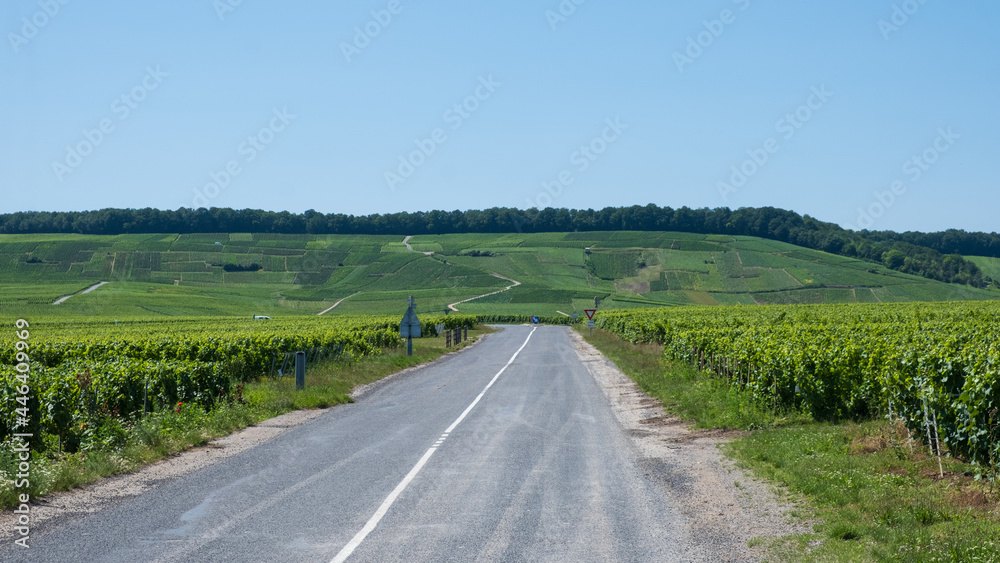 road in the middle of the vineyard of Champagne