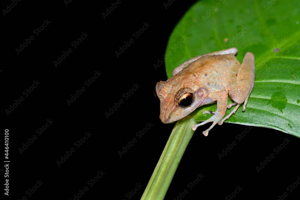 Obraz premium Tropical Frog, Tropical Rainforest, Corcovado National Park, Osa Conservation Area, Osa Peninsula, Costa Rica, Central America, America