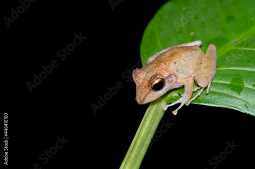Tropical Frog, Tropical Rainforest, Corcovado National Park, Osa Conservation Area, Osa Peninsula, Costa Rica, Central America, America photo