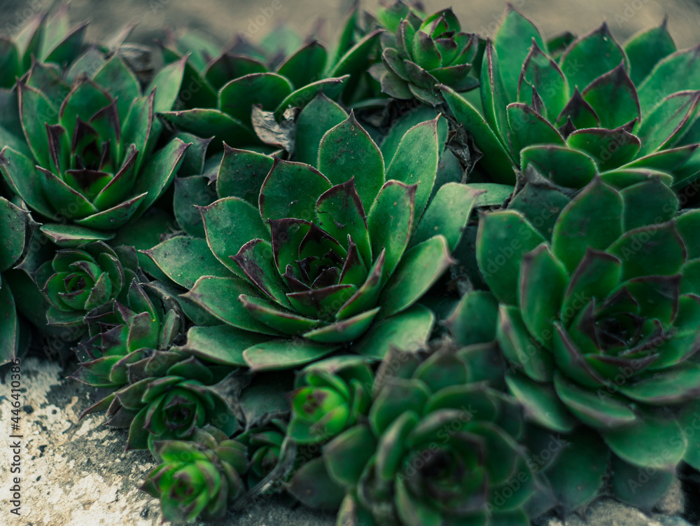Fototapeta premium Green Houseleek flowers or Sempervivum on flowerbed . Growing Liveforever ground cover plants outdoor. Floral botanical wallpaper, texture copy space screensaver. Gardening concept.