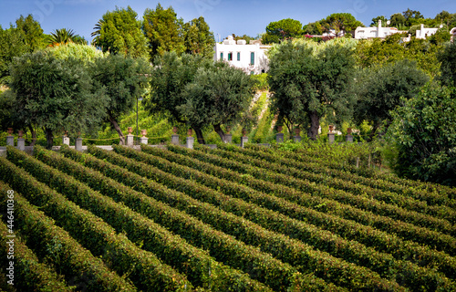 Tenuta Piromallo - Forio d'Ischia