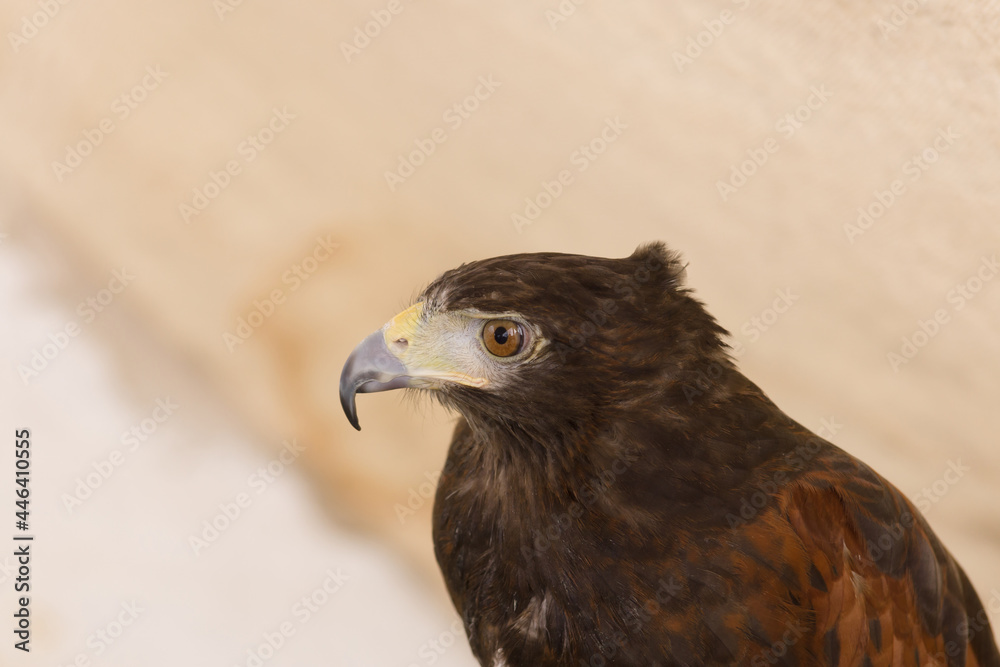 Fototapeta premium Harris's hawk (Parabuteo unicinctus) a bird of prey native to the Americas