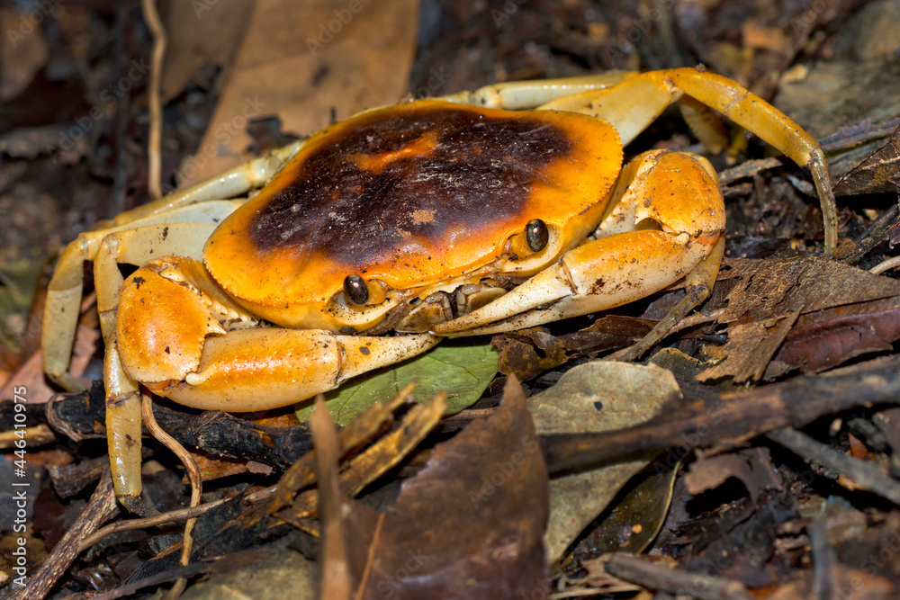 Naklejka premium Terrestrial Crab, Tropical Rainforest, Corcovado National Park, Osa Conservation Area, Osa Peninsula, Costa Rica, Central America, America