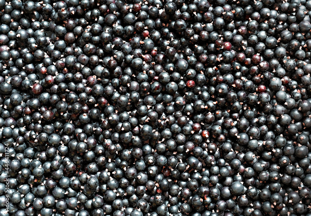 top view of Organic black currant berries closeup natural background copy space, vegan healthy food gardening harvesting horticulture top view of Organic black currant berries closeup natural background copy space, vegan healthy food gardening harvesting horticulture
