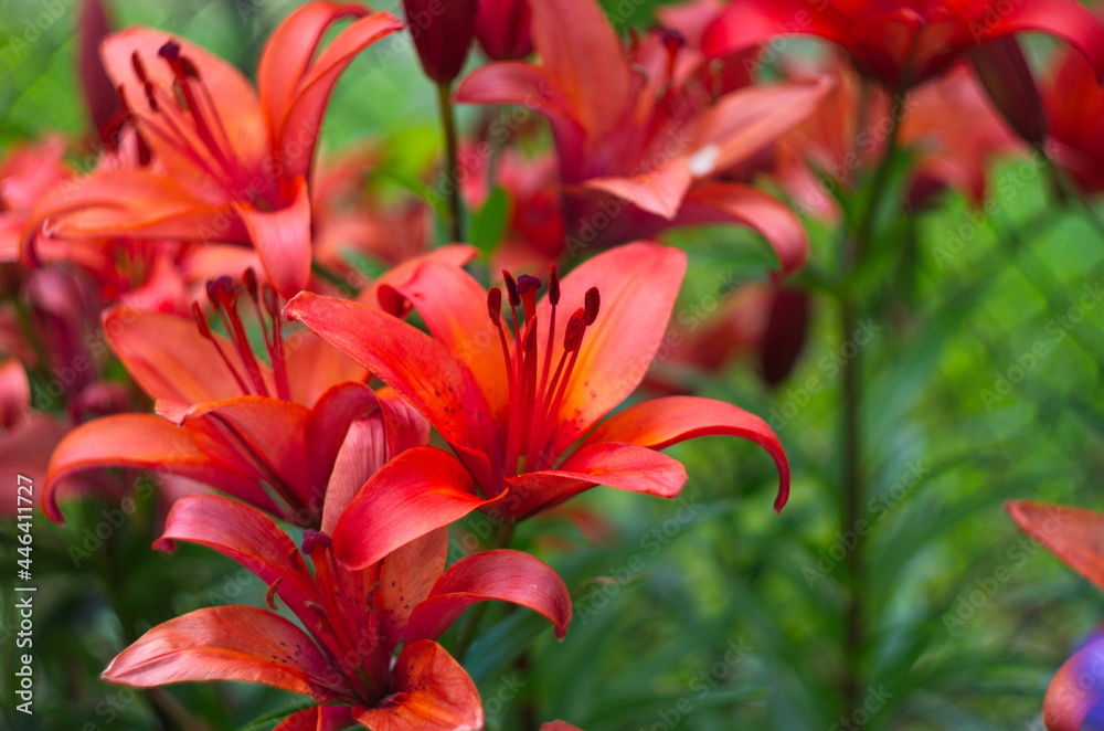 Red lily blooms in the spring in the garden. Big red lily flower close-up, macro.Beautiful red blooming lily in macro. Red lily blooms in the spring in the garden. Big red lily flower close-up, macro.Beautiful red blooming lily in macro.
