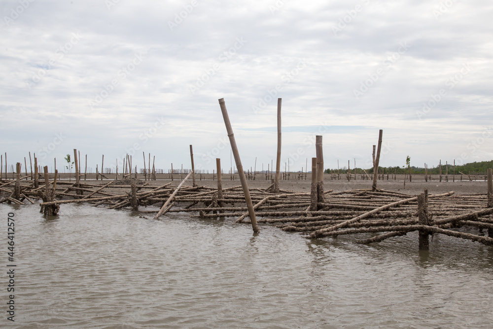 Landscape of deforested mangrove forest on low tide beach Landscape of deforested mangrove forest on low tide beach