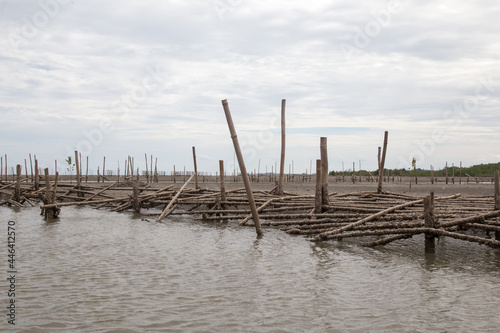 Landscape of deforested mangrove forest on low tide beach 