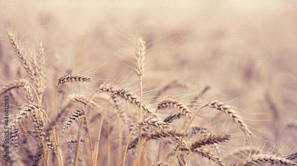 Fototapeta premium field with yellow ripe ears of wheat on a summer day, selective focus